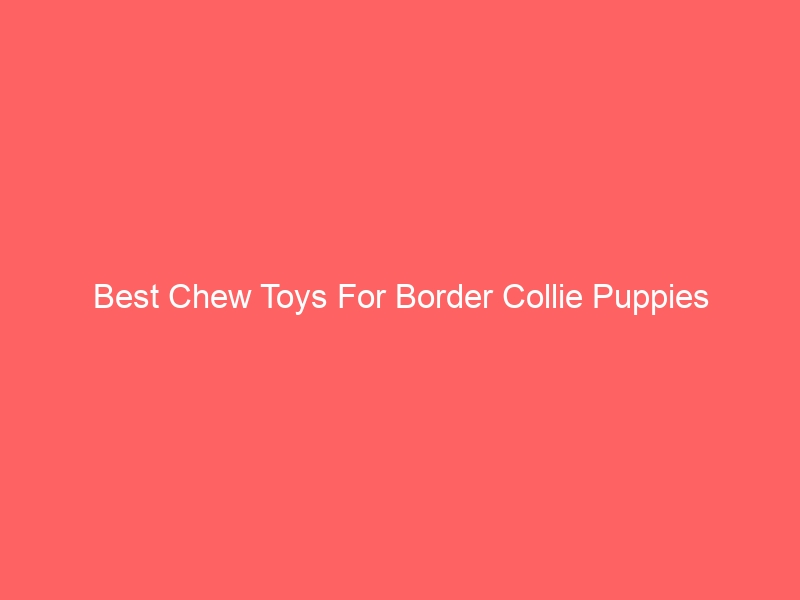 Read more about the article Best Chew Toys For Border Collie Puppies