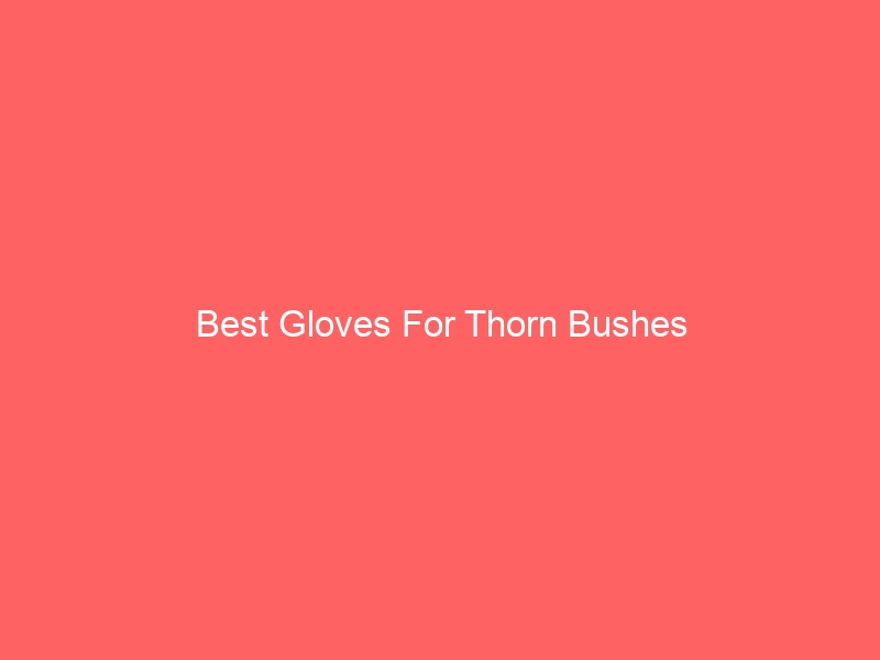 Read more about the article Best Gloves For Thorn Bushes