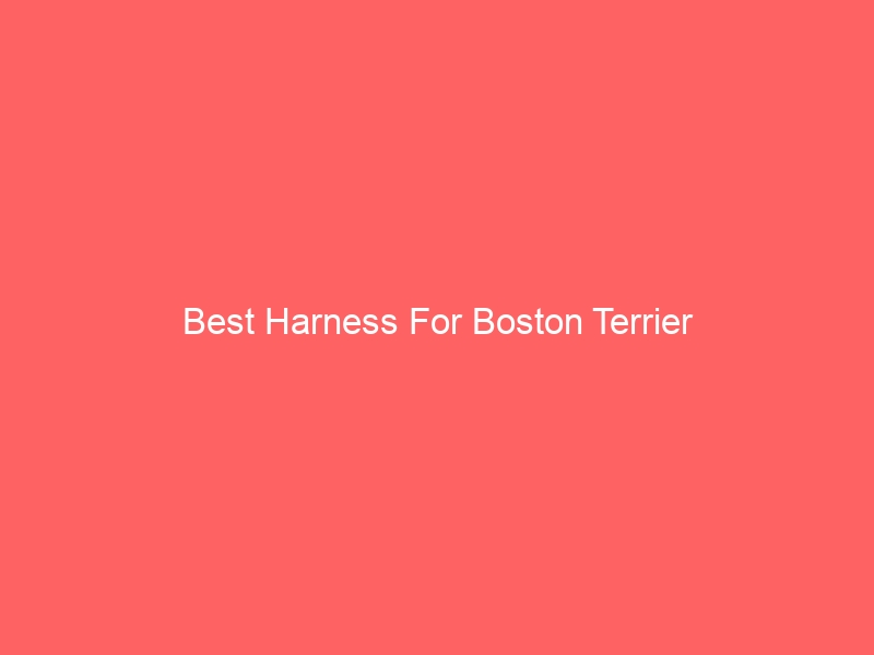 Read more about the article Best Harness For Boston Terrier