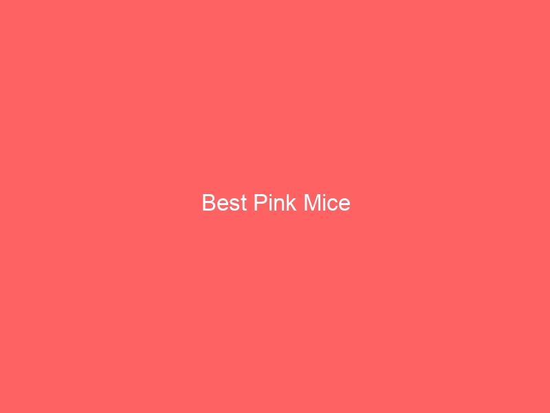 Read more about the article Best Pink Mice