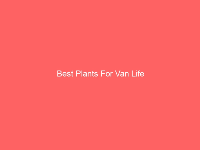 Read more about the article Best Plants For Van Life