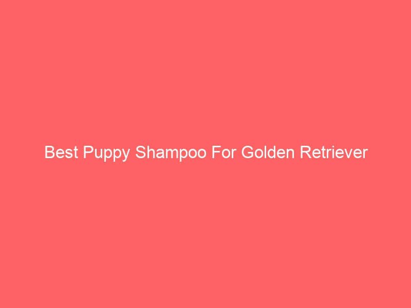 Read more about the article Best Puppy Shampoo For Golden Retriever