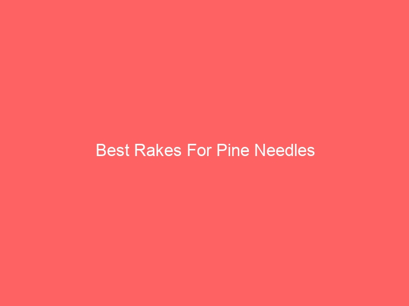 Read more about the article Best Rakes For Pine Needles