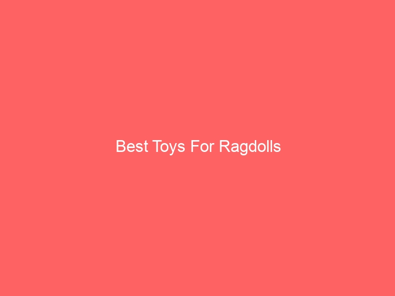 Read more about the article Best Toys For Ragdolls