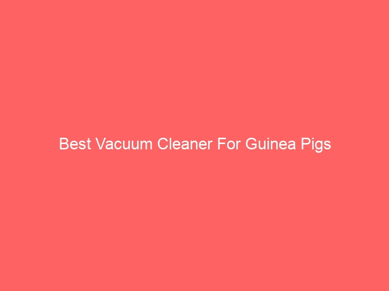 Read more about the article Best Vacuum Cleaner For Guinea Pigs