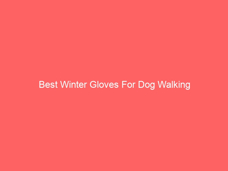 Read more about the article Best Winter Gloves For Dog Walking